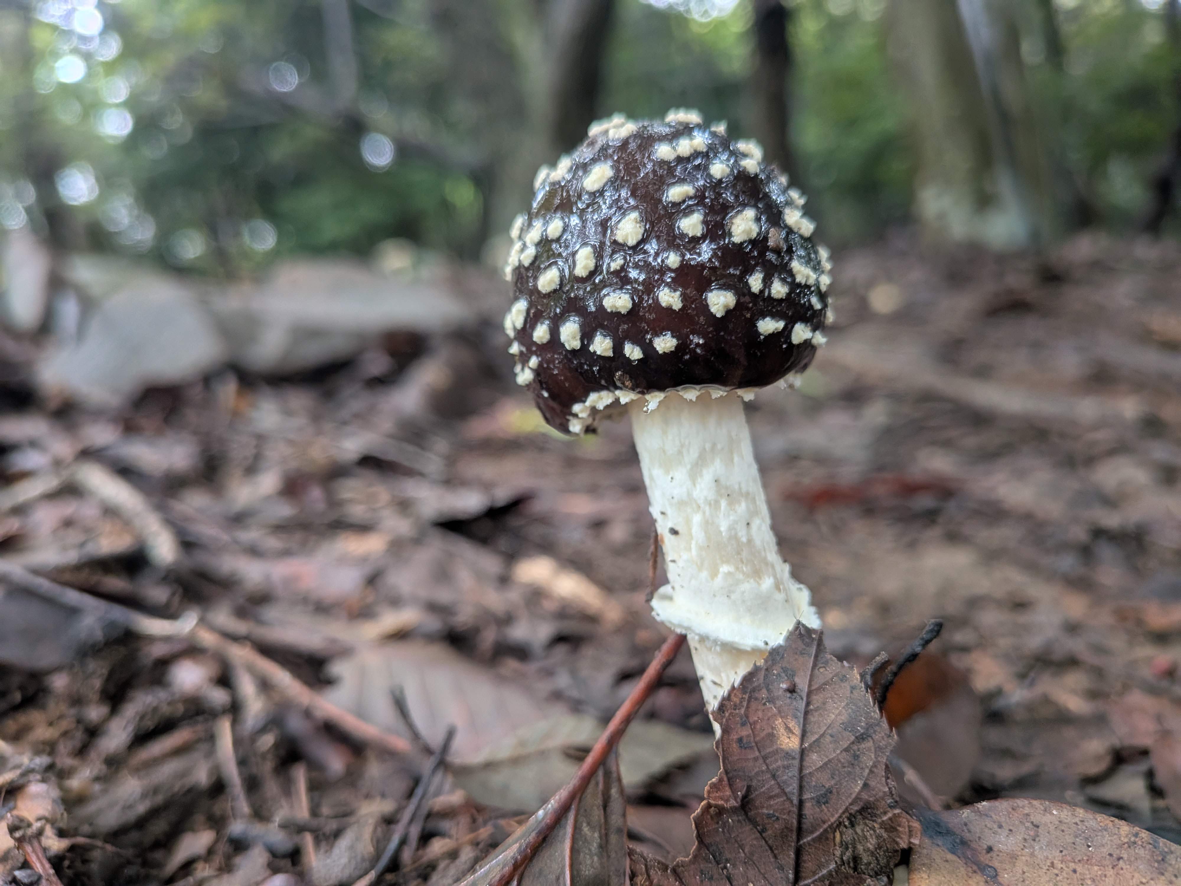 イボテングタケ