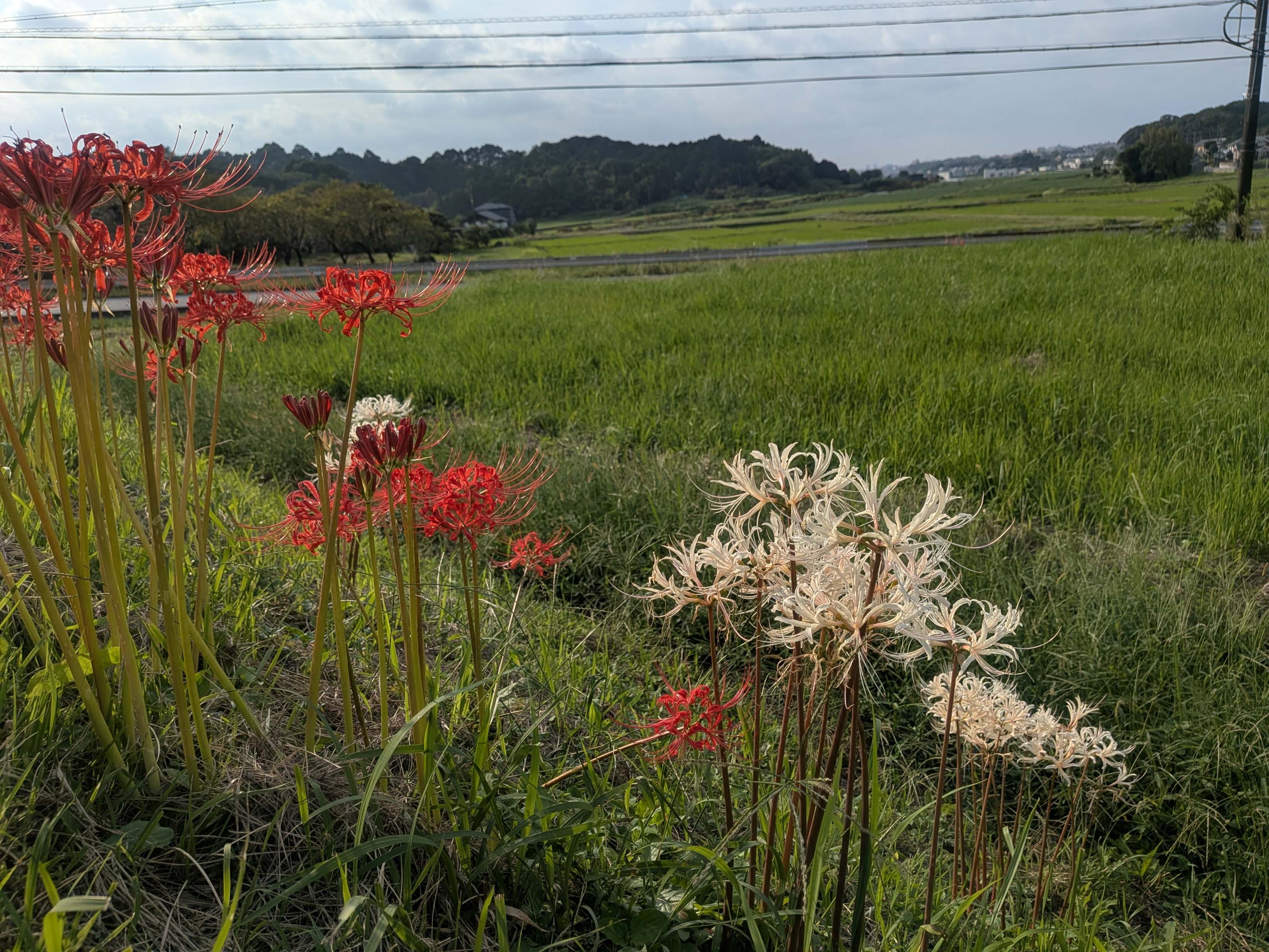 紅白彼岸花