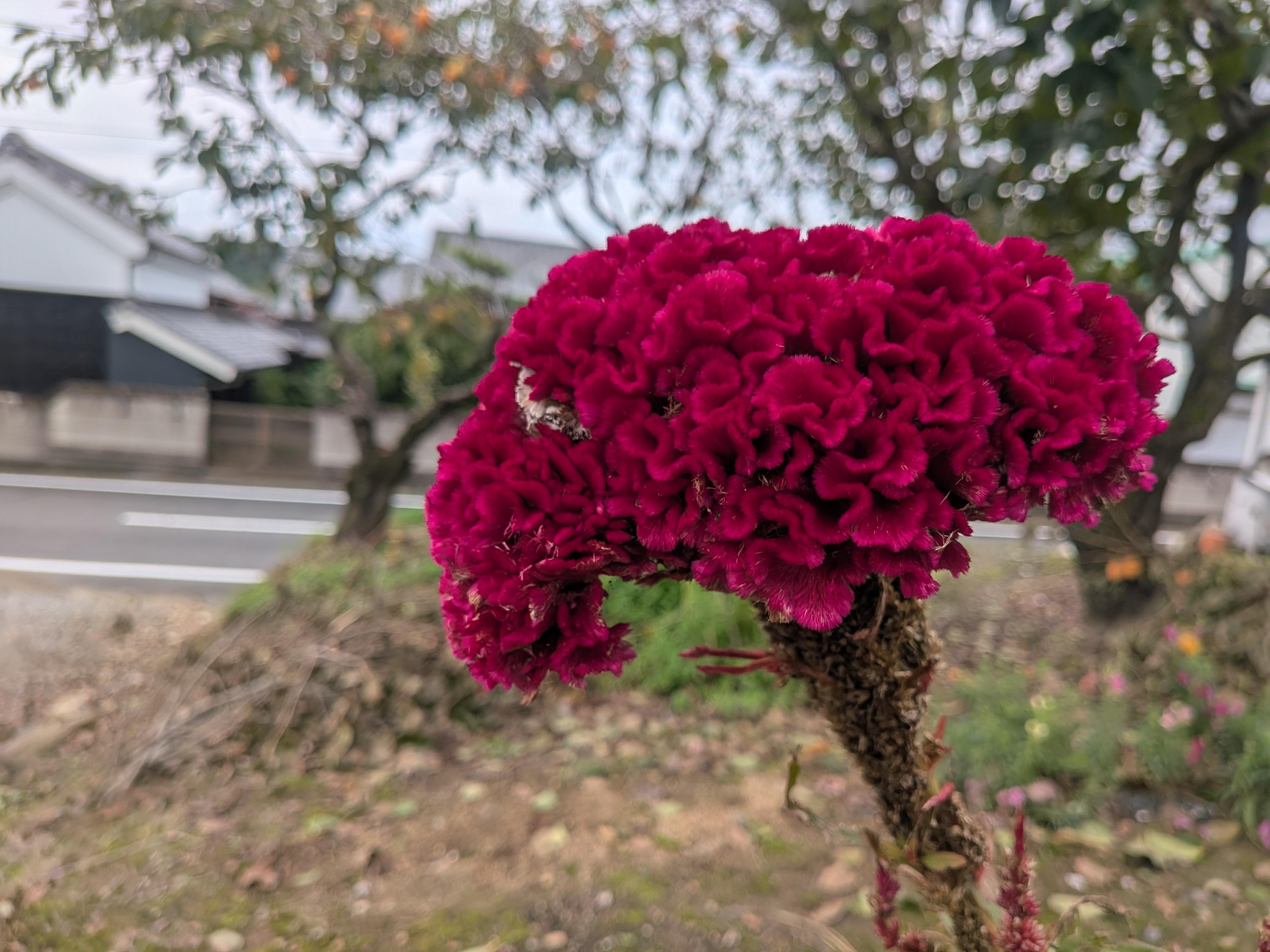 ケイトウ