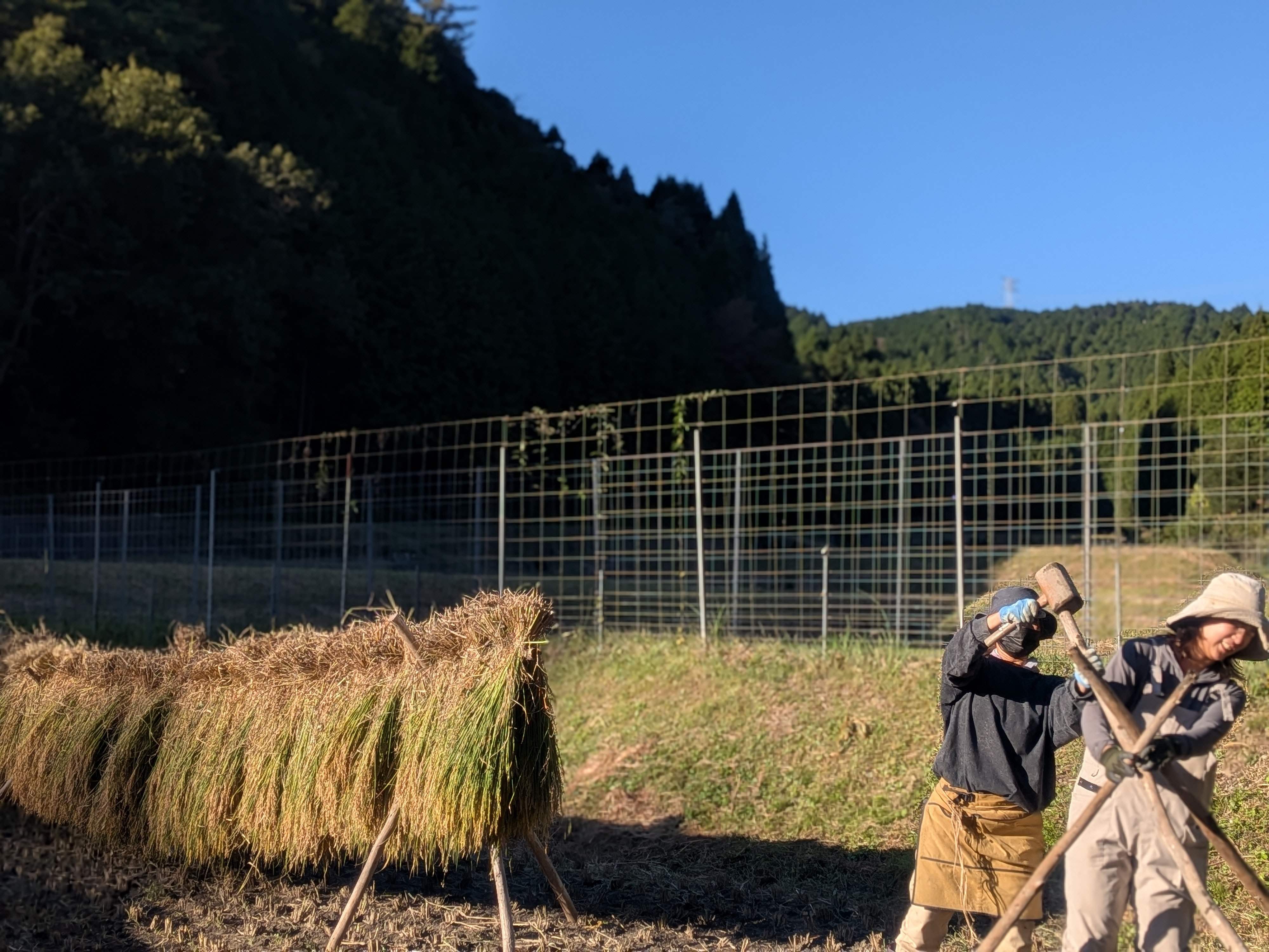 千万町で手刈り＆ハザカケ完了